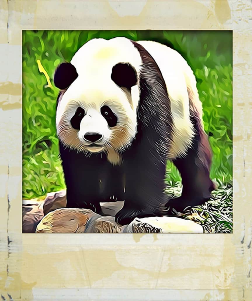 foto del panda come soluzione agli indovinelli in rima sugli animali